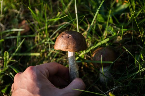 natură, pădure, iarbă, animale sălbatice, verde, toamnă