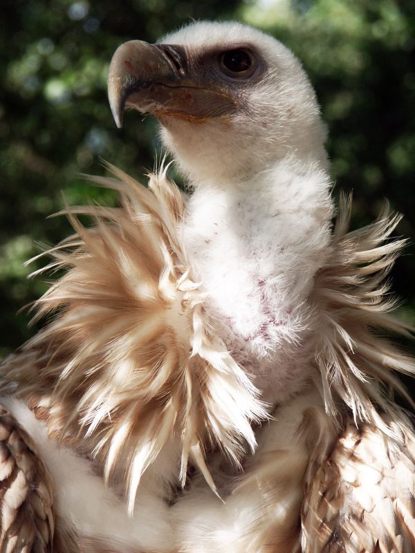 鳥,翼,動物,野生動物,嘴,鷲