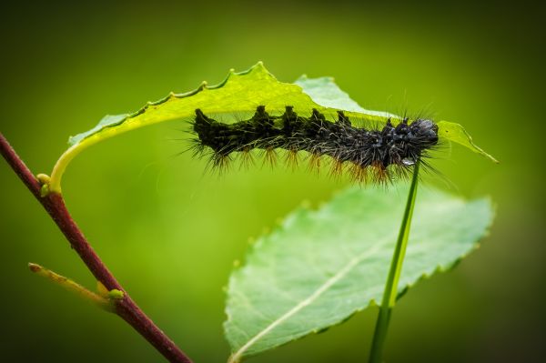 la nature,herbe,la photographie,feuille,branche,fleur