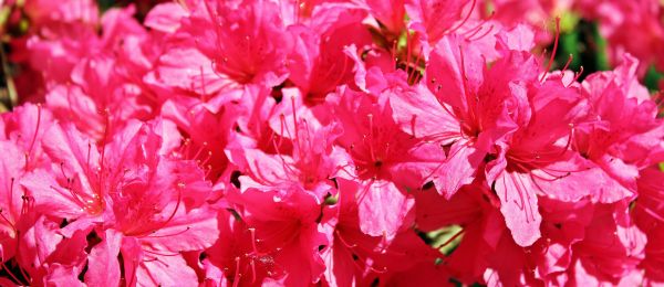 flor, planta, flor, pétalo, verano, árbol