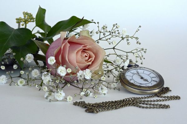 nature,blossom,plant,white,antique,flower