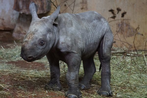 zvěř a rostlinstvo,zoologická zahrada,savec,fauna,roztomilý,mladý