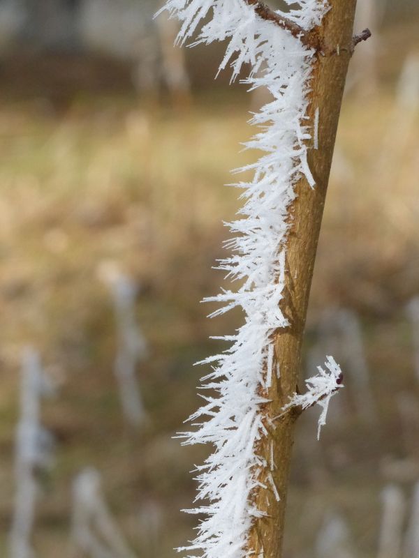 tre, natur, gress, gren, snø, vinter