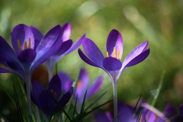 natur, blomma, ljus, växt, blomma, solljus