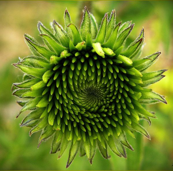 pianta,fotografia,fiore,produrre,cibo,verde