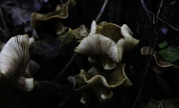 自然,写真,マクロ,キノコ,生物学,無脊椎動物