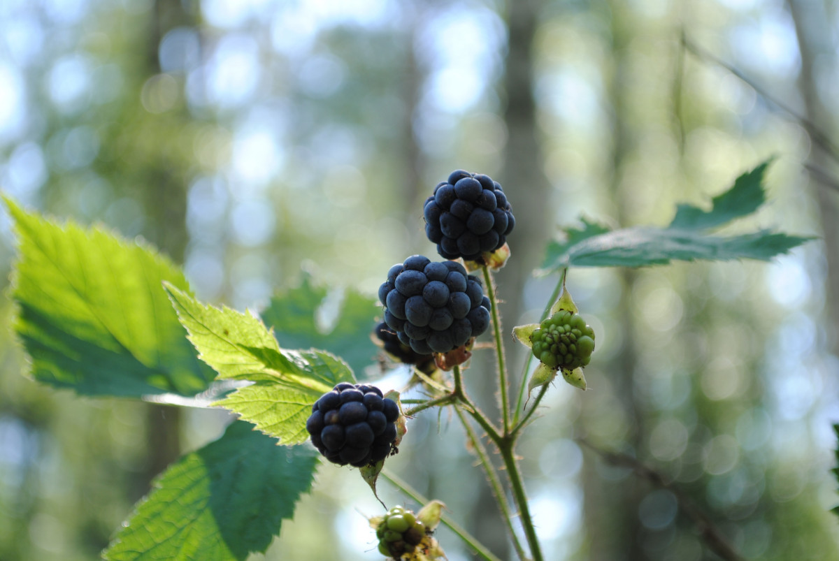 arbre, la nature, forêt, branche, fleur, plante, fruit, baie, feuille, fleur, été, aliments, vert, récolte, produire, Macro, botanique, jardin, fermer, flore, la mûre, feuilles, Contexte, arbuste, Macrophotographie, feuilles vertes, plante à fleurs, Le flou, Plante ligneuse, Plante terrestre