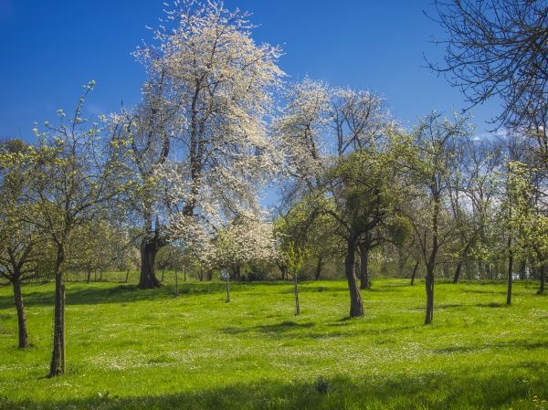 Landschaft, Baum, Natur, Gras, Licht, blühen