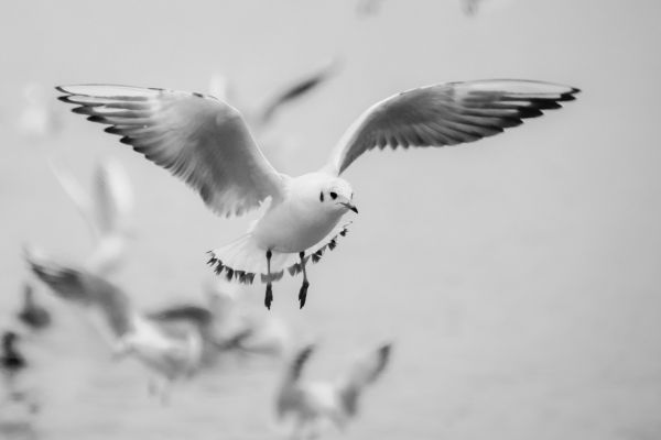 pantai,burung,sayap,hitam dan putih,musim dingin,putih