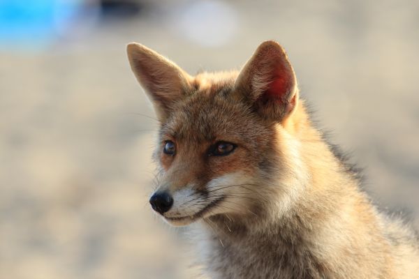 állat,vadvilág,emlős,róka,fauna,Toszkána