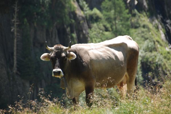 Příroda, louka, zvěř a rostlinstvo, roh, pastvina, kráva