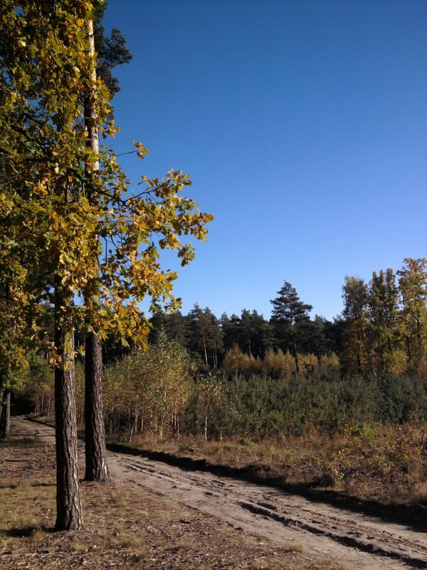 paysage, arbre, la nature, forêt, herbe, branche