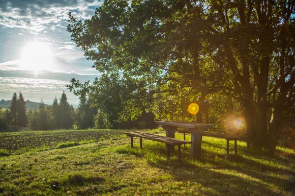 träd,vatten,natur,skog,gräs,landskap