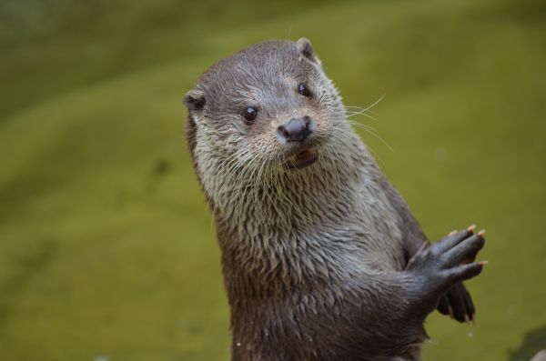 動物,可愛い,野生動物,哺乳類,動物相,ウィスカー