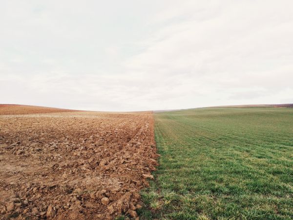 landscape,nature,grass,horizon,plant,sky