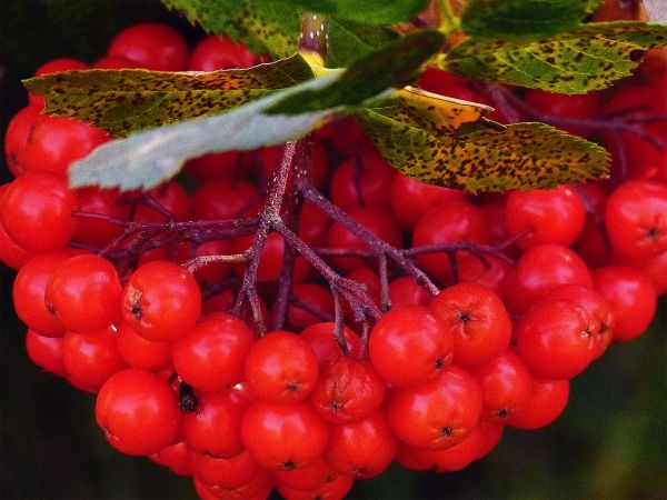 copac, natură, inflori, creştere, plantă, buchet