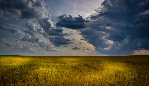 пейзаж,природа,трава,горизонт,облако,небо