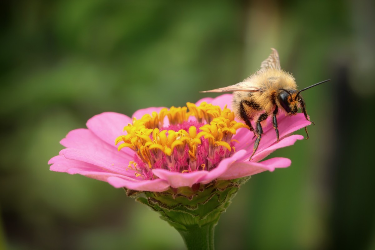 naturaleza, flor, planta, fotografía, flor, pétalo, florecer, verano, polen, insecto, macro, botánica, mariposa, rosado, vaina de la semilla, flora, fauna, invertebrado, flor silvestre, de cerca, fuera de, abeja, hermosa, abejorro, néctar, Fotografía macro, Miel de abeja, Polinizador, Insecto con membrana alada, Polillas y mariposas