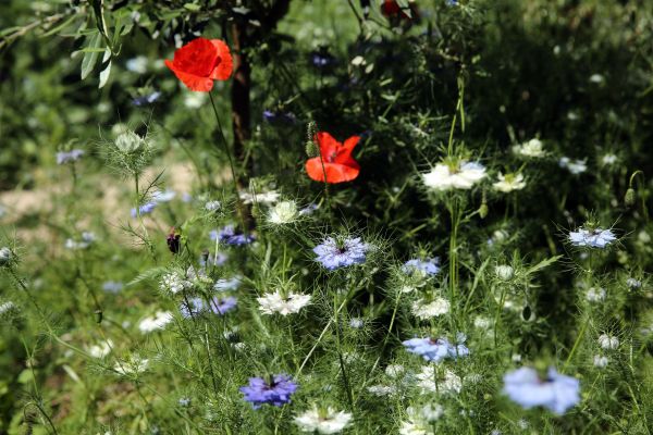 Natur,Gras,draussen,Pflanze,Rasen,Wiese