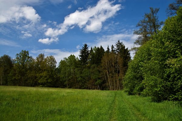 landskap,tre,natur,skog,sti,gress