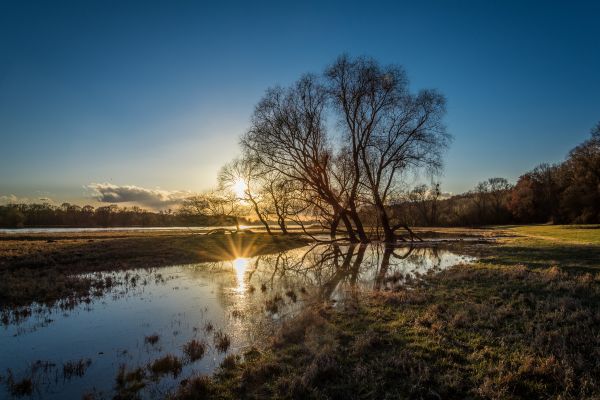 пейзаж, дерево, воды, природа, трава, горизонт