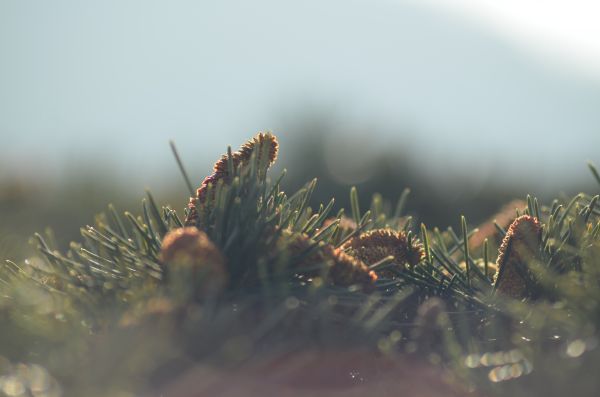 boom,natuur,buitenshuis,tak,winter,gras