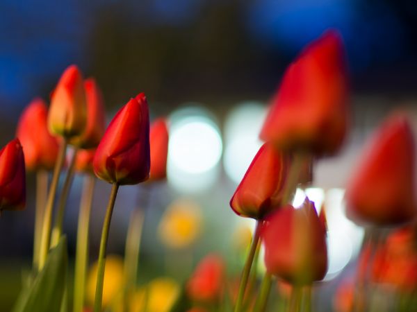 bokeh,växt,blomma,kronblad,tulpan,röd