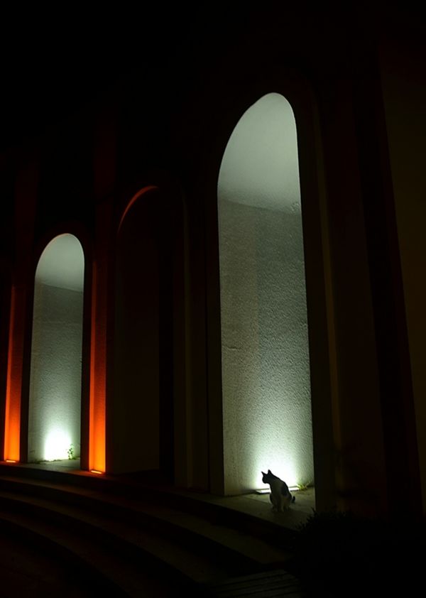 light,night,street,sunlight,arch,pet