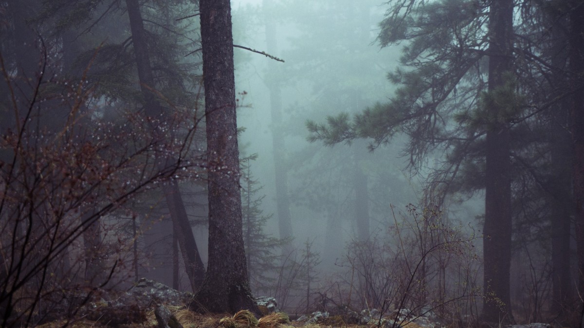 albero, natura, foresta, all'aperto, natura selvaggia, la neve, inverno, legna, nebbia, nebbia, luce del sole, mattina, buio, pino, selvaggio, ambiente, mistico, naturale, tempo metereologico, oscurità, stagione, conifera, alberi, pauroso, nebbioso, scena, bosco, habitat, immagine dello schermo, atmosferico, nessuno, ambiente naturale, caratteristica geografica, fenomeno atmosferico