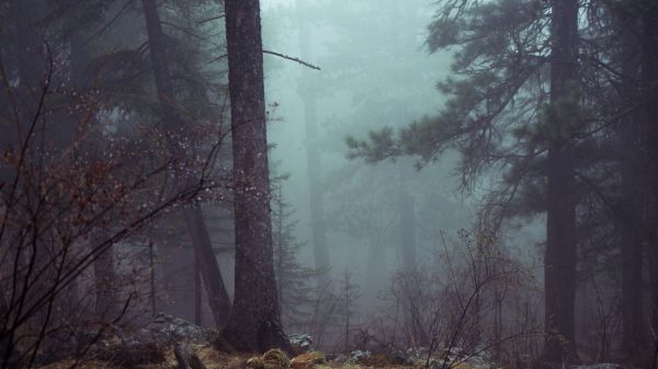 木,自然,屋外,森林,荒野,雪