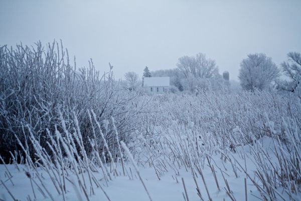 boom,tak,sneeuw,winter,vorst,weer