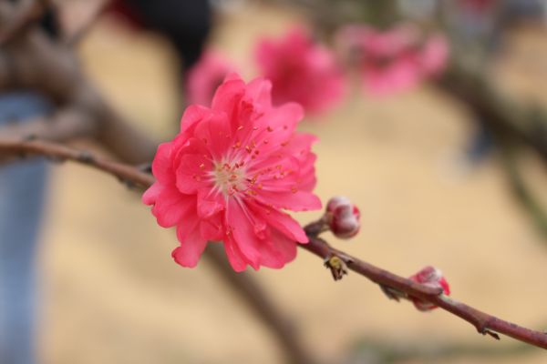 rama,flor,planta,Fruta,hoja,flor