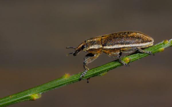 natuur,foto,insect,macro,fauna,ongewerveld