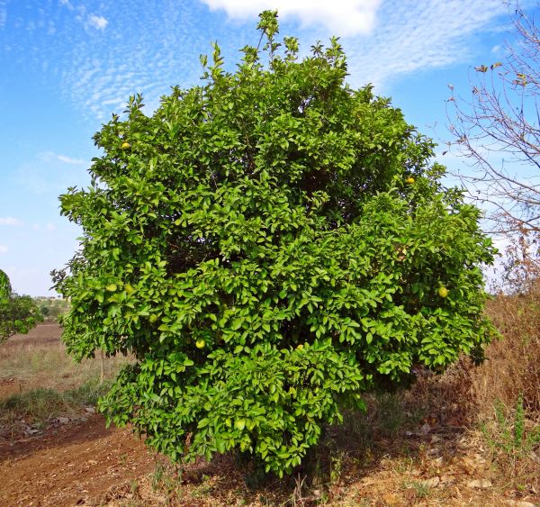 Baum,Pflanze,Frucht,Blume,Lebensmittel,produzieren