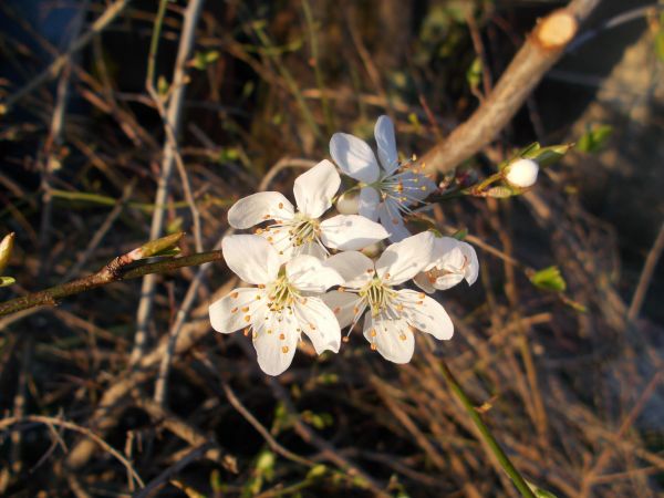 tre, natur, gren, blomstre, anlegg, frukt