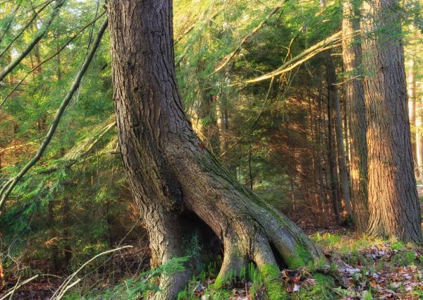 träd,natur,skog,vildmark,gren,träsk