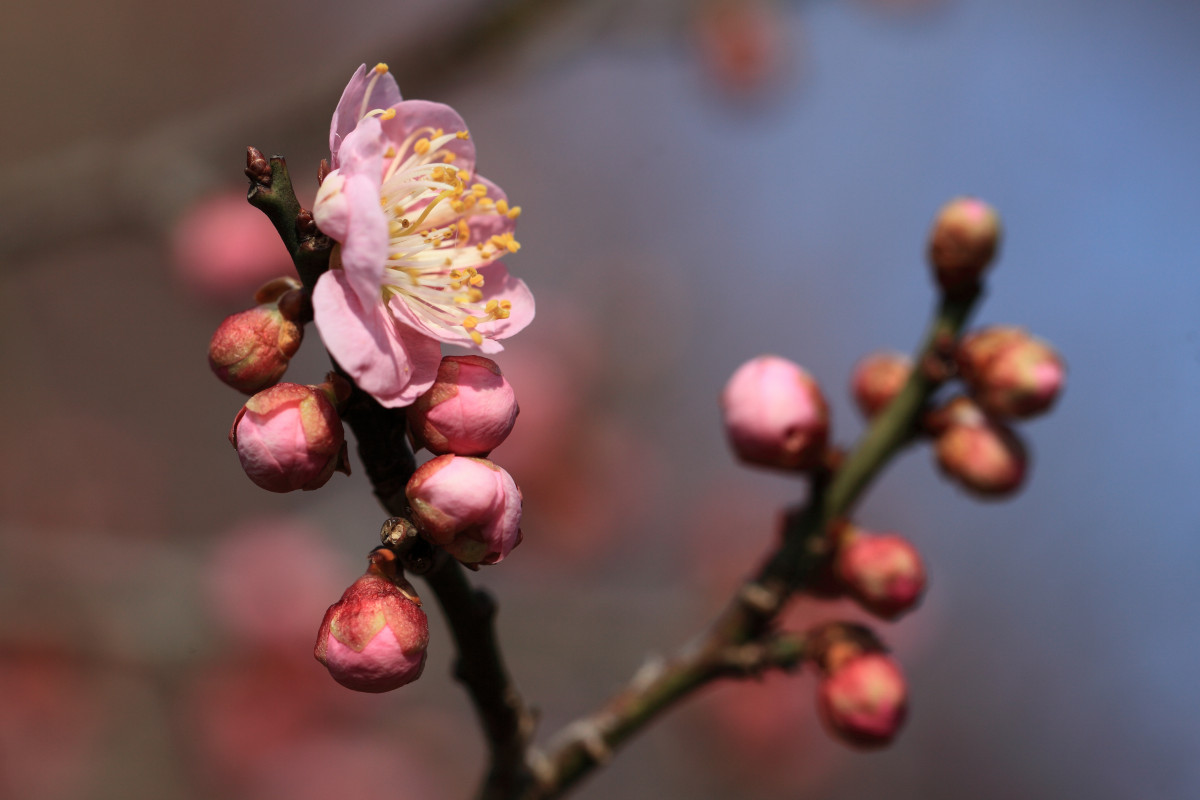 木, ブランチ, 花, 工場, 写真, フルーツ, ベリー, 葉, 花, 花弁, フード, 春, 高い, 赤, 作物, 秋, フローラ, 小枝, 閉じる, 5d, 採用, 芽, マークイ, プルーヌス, こんにちは, レス, 解決, ムメ, ume, ローズヒップ, マクロ撮影, 開花植物, 陸上植物