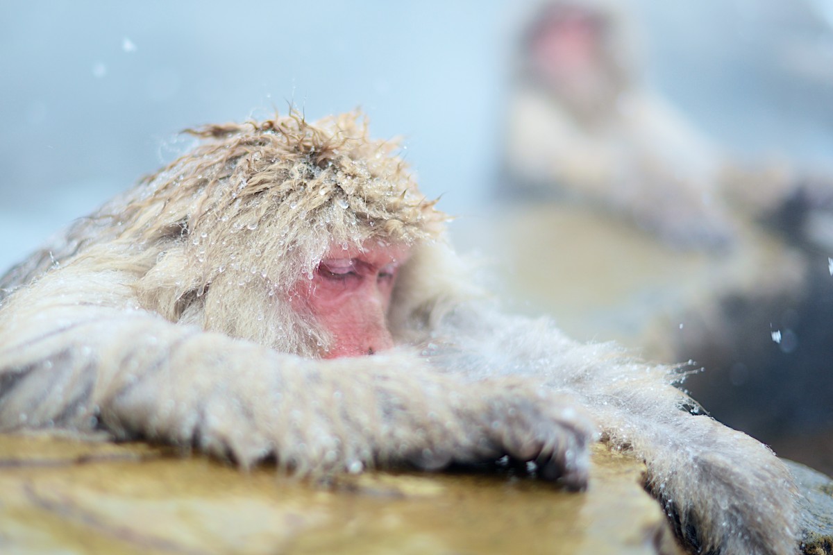 neige, faune, mammifère, singe, faune, primate, bâillement, fermer, vertébré, Macaque, Vieux singe du monde, Macaque japonais