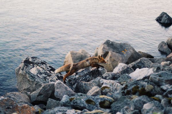 mer,côte,eau,Roche,animal,faune