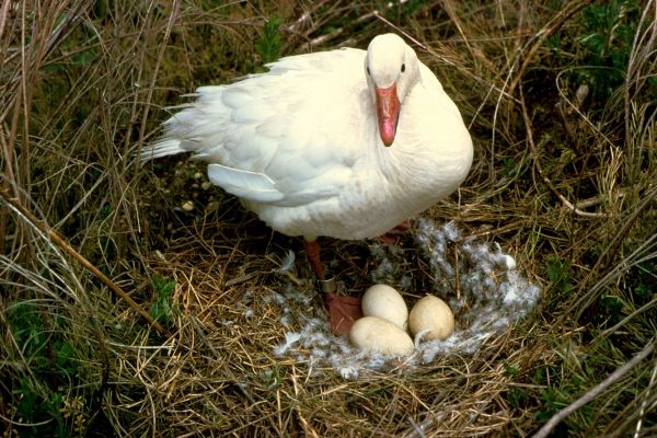 la nature, oiseau, aile, herbe, blanc, terre