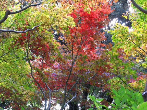 arbre,branche,plante,feuille,fleur,haute