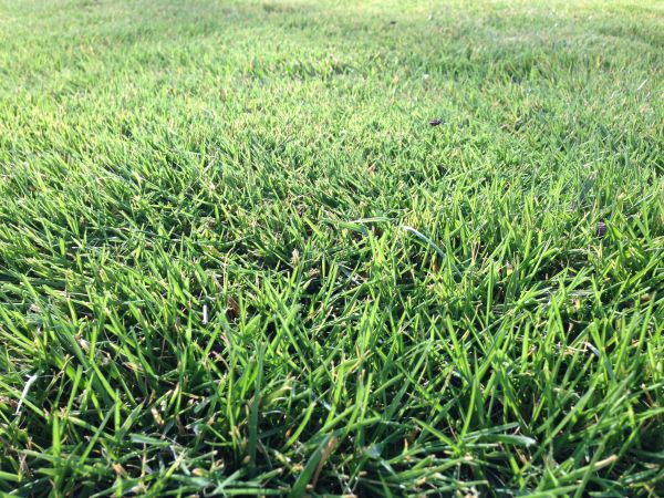 grass,plant,sport,nature,growth,sun