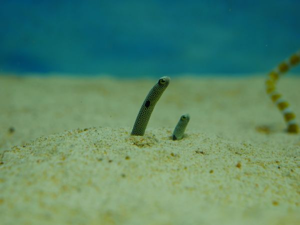 biology,sea,sand,photography,underwater,green