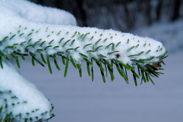 træ, natur, græs, afdeling, sne, vinter