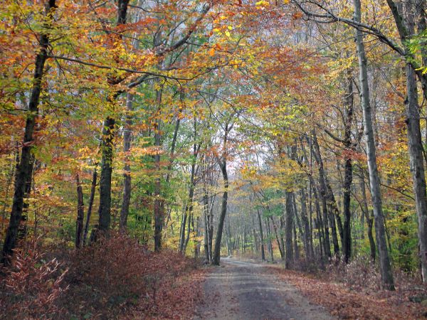 arbre, forêt, branche, plante, route, lumière du soleil