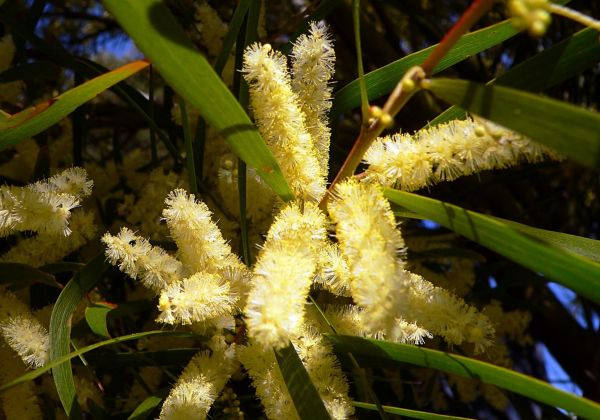 árvore,natureza,Flor,plantar,folha,flor