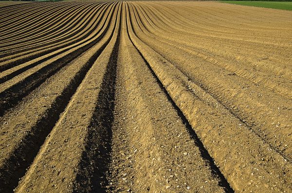 landskap,sand,horisont,väg,fält,tillväxt