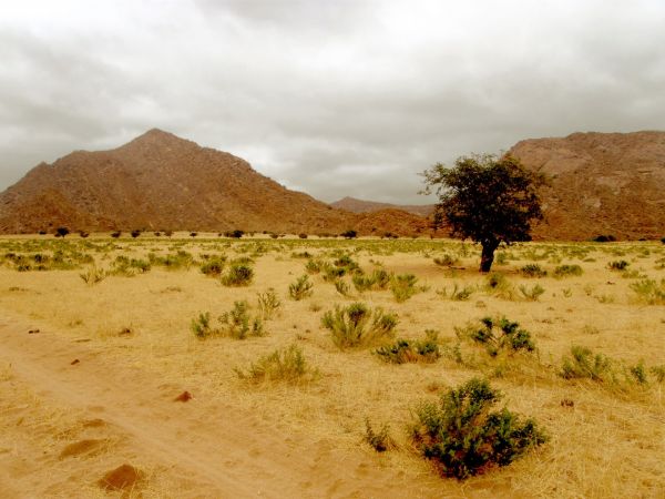 paysage, arbre, le sable, région sauvage, Montagne, champ