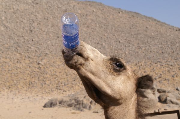 agua,areia,deserto,camelo,solo,mamífero