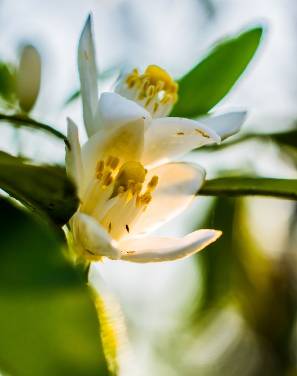 natura,ramo,fiorire,pianta,fotografia,luce del sole